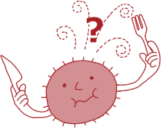 腸内フローラの働き