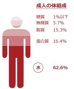 私たちの体に占める水分量