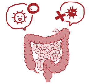 腸内フローラと腸管粘膜